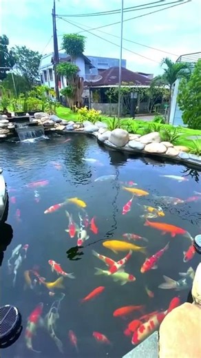 Koi Fish Garden Pond 🐟🌺 #gardendesign #flowers #shortsfeed #plants #pond #garden #fish #fishpond