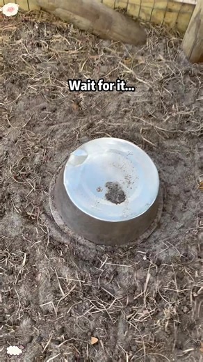 Hilarious Goat Drama on the Farm