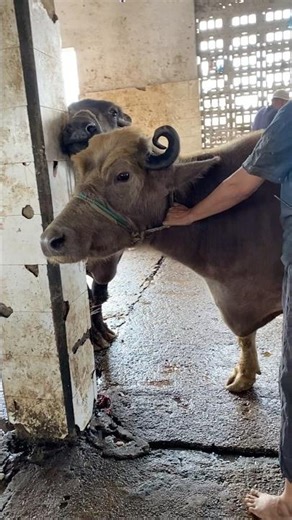 Buffalo’s Reaction Before Slaughter 😢 | Emotional & Shocking Reality #shortsfeed #butcher #buffalo