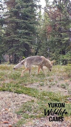 This is a recurring scene anytime there's more than one coyote on camera. | Yukon Wildlife Cams