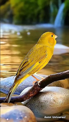 Beautiful Yellow Canary Singing by the River Rocks | Relaxing Nature Sounds #shorts