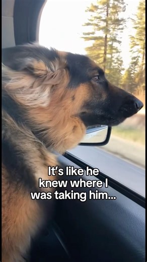 Man’s Best Friend Jumps Into Action and Saves His Owner ❤️ #wholesome #animals #animal #dog #dogs