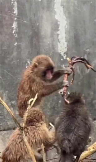 Wait for it Punch kun is the Cutest Monkey in Japan! #punchthemonkey #japan
