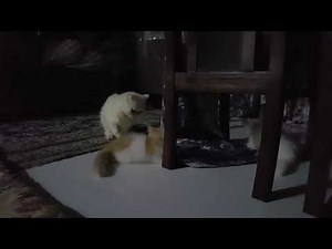 Mother Cat Grooming Her Kittens | Pure Maternal Love 🐱💛