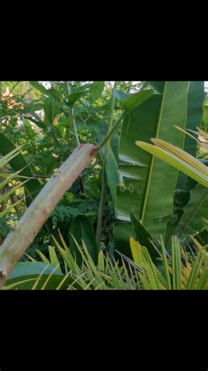 2.9K views · 28 reactions | Best technic for grafting | Bonsai Inspirasi Pemula | Facebook