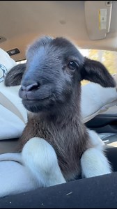I’ll never turn down raising a bottle sheep when their mama won’t take them in! This pretty girls going to stay with us for a couple months until she doesn’t need the bottle anymore and will go back to our friends! The perfect little Christmas Eve pick me up. We love giving bottle babies a chance ❤️ | Mary Lee Farms