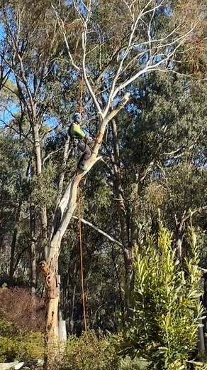 Like a game of 'Wheres Wally' .... how many climbers are there in the trees? 👀 Our client was concerned about several trees close to their property and asked us to assess the trees for them. Our inspection identified structural issues with a number of trees that increased the risk of either limb or whole tree failure that would have resulted in significant damage to our clients home. The only access to these trees for our team was climbing, so between frosty fingers and gusty winds, our team pr