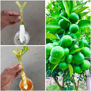 67K views · 805 reactions | Guaranteed 100% success propagate a Lemon tree from cuttings using tissue paper! | Rana Craft | Facebook