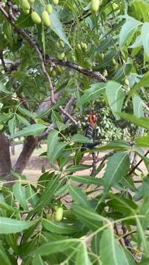 Watch This Beautiful 🦎😍Lizard in Action!