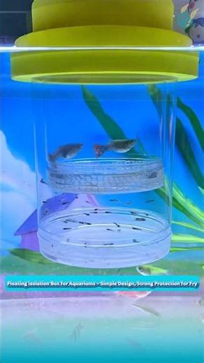 Floating Isolation Box for Aquariums – Simple Design, Strong Protection for Fry