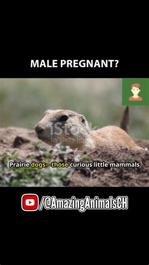 Prairie Dogs Have Dialects? Their Alarm Calls Sound Like a Secret Language