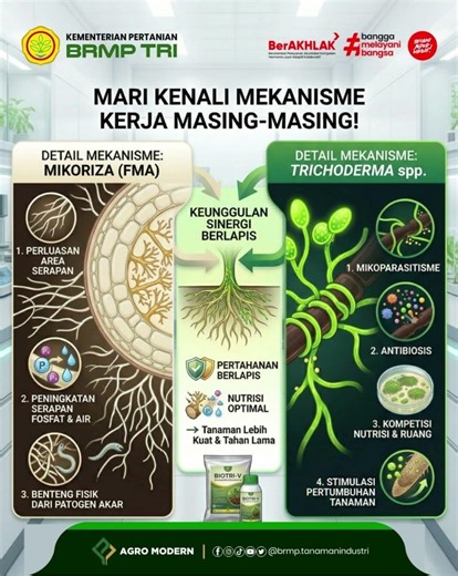 Sinergi Trichoderma dan Mikoriza: Strategi Bioproteksi Cerdas Menuju Pertanian Berkelanjutan