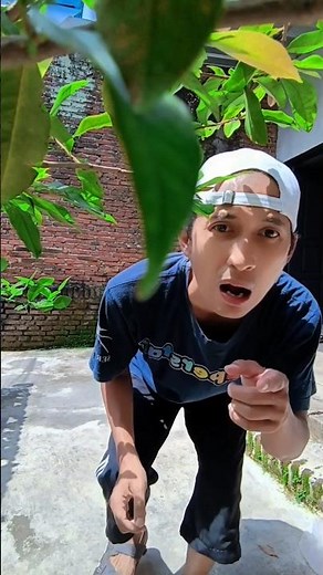 kucing berantem sama sapi‼️#shorts #comedy #trending #funny