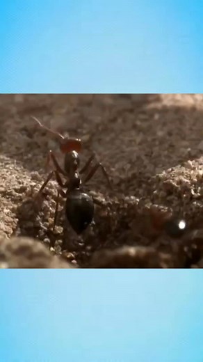Exploding Ant That Actually Explodes😨 #MindsnackFacts #DidYouKnow #interestingfacts | Outliner Film
