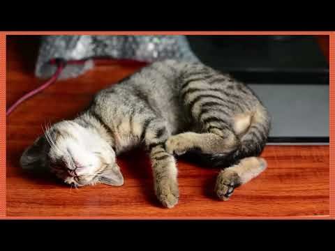 Com inserir videos en una presentació de Libreoffice Impress