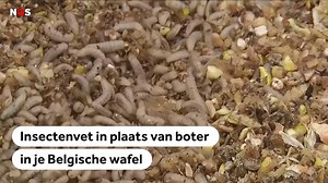 275K views · 1K reactions | Onderzoekers van de Universiteit Gent bakten wafels, koekjes en cake met vet uit de larven van de zwarte soldatenvlieg. Volgens hen is dat duurzamer, gezonder en lichter verteerbaar dan boter. Een panel proefde geen verschil, zou jij het aandurven?  | NOS | Facebook