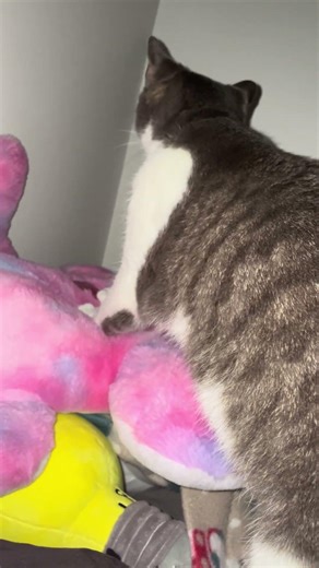 happy frog time #cat