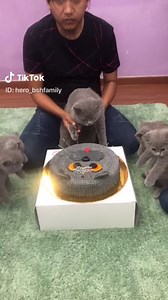 47K views · 252 reactions | Meow meow meow meow meow meow | TikTok | Facebook