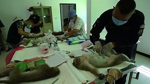 Thai vets sterilise monkeys in attempt to control population