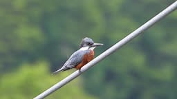ringed kingfisher, Megaceryle torquata, sitting on a steel cable of...