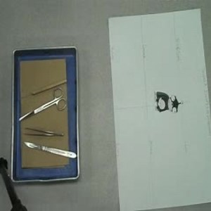 The Sheep's Eye Dissection with Mr. B