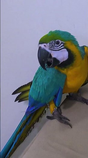 Macaw Parrots