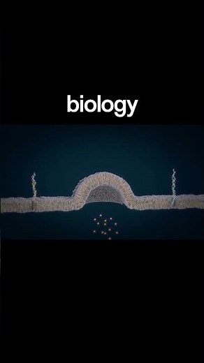SNARE Protein-Mediated Membrane Fusion and disassembly of SNARE complex. #science #biology #physics