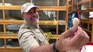 Snake Discovery of Smallest Egg Ever Seen