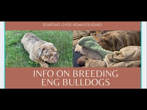 Information on Breeding English Bulldogs