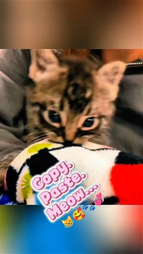 Cats Imitating Humans Perfectly😹🐾🥰🩷