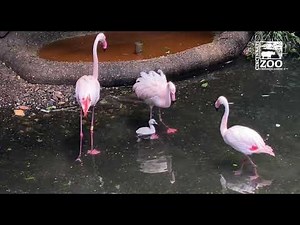 Flamingo Chick Swim Lesson - Cincinnati Zoo