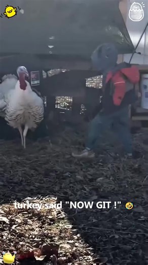 The feeling of chicken reminds me of farm life. 🐥🤣#funnyanimals #animals #fyp #funny #chicken