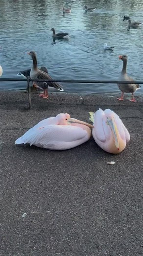 It turns out even the Pelicans couldn't stand this awful weather