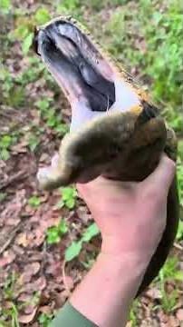 Green Anaconda;The Largest Snake In The World And its tactics
