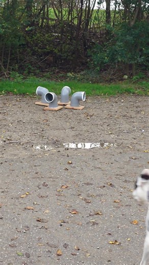 Evy, goed zo! #detectie #speuren #nosebedience | Beach-dog-training