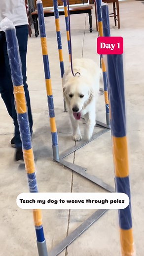 Teach Your Dog to Weave Through Poles Easily