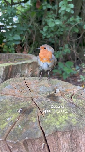29K views · 6K reactions | First thing this morning 殺The other side of the plum tree. This appears to be our meeting point now as she goes through her moult. It’s close to the ground and pretty safe from predators. | Putman and Robin | Facebook