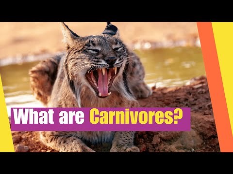 What are Carnivores | Learn the characteristics of carnivores | Lesson Boosters Science Lesson