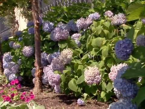 Hydrangea: Macrophylla