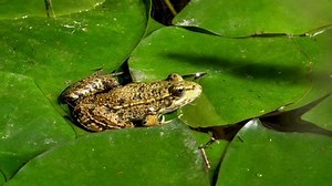 Frog Catches Eats Fly Stock Footage Video (100% Royalty-free) 1057222378 | Shutterstock