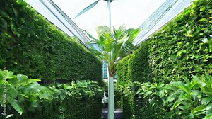 business eco-friendly tropical shot angle Frog building architecture video concept animationlow loop green view representing corporation eco friendly animation low perspective energy environment sust