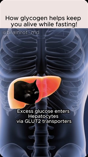 Brainrot University School of Medicine on Instagram: "🌙 In honor of Ramadan and Lent coinciding this year, here’s a quick rundown of how your body stores energy and accesses it during a fast! 💪 The primary source of energy for life is glucose, and humans store excess glucose for later use in the form of glycogen! Glycogen is structurally a glycogenin protein surrounded by branches of glucose monomers linked in a-1,4 and a-1,6 fashion, allowing for a very compact final storage for