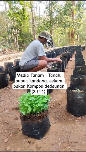 Cara Memulai Tanam Cabai di Polybag untuk Pemula, Mudah dan Anti Gagal