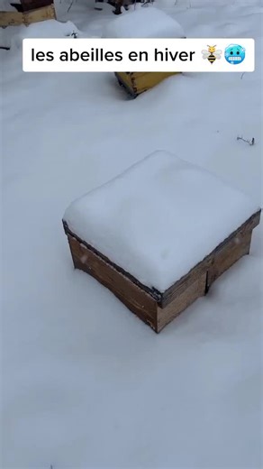 Winter Beekeeping: Caring for Bees in Cold Weather