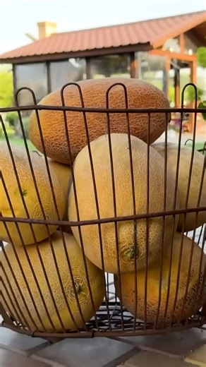 How I Make Summer Fruits #cooking #food #foodie #foodporn #instafood #foodphotography #foodlover #foodblogger #foodstagram #homemade #yummy #delicious #chef #dinner #cook #healthyfood #tasty #instagood #homecooking #kitchen #foodies #lunch #love #foodgasm #baking #cookingathome #foodpics #recipes #eat #recipe | Food Daily