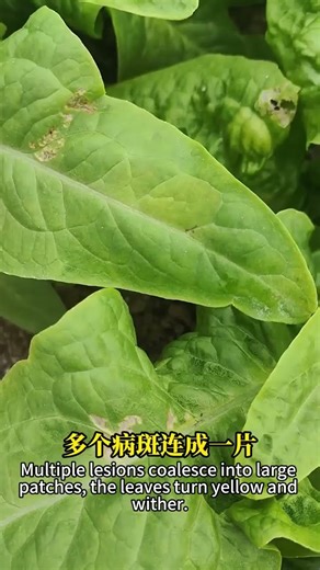 Lettuce and many other vegetable types suffer from downy mildew disease, and biological methods