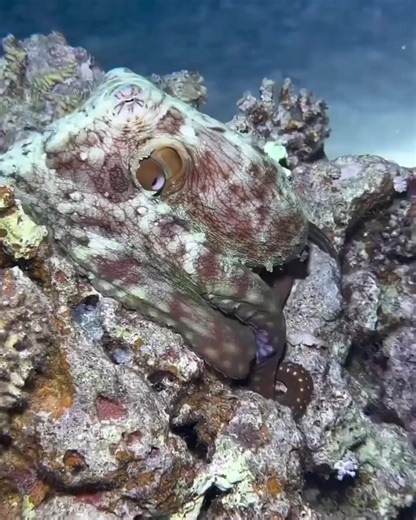 The ultimate change artist 🐙 An octopus blending in with its surroundings. 🎥 @underwater @ibrahim.elhariry ⁣ #octopus #artinnature #underwater | Arts Academy in the Woods - Prepare for Possibility.
