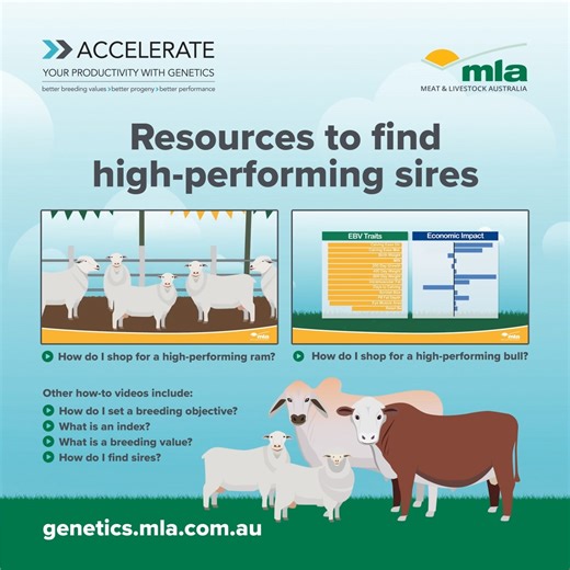 11 reactions | Find several informative articles, videos and resources all in the one place!  MLA's genetics hub has a variety of resources available to support you in achieving your breeding objective and ultimately your flock’s or herd’s genetic potential. 溺 Maximise your farms output today  https://bit.ly/3XRXLn2 | Meat & Livestock Australia | Facebook
