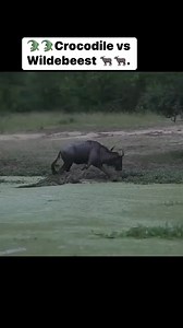 9.8K views · 115 reactions |  CROCODILE VS WILDEBEEST . ‼️‼️‼️....