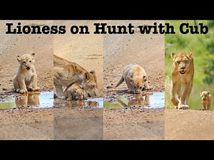 Lion cutest Cub on hunt | Lion cute baby | Lioness on the hunt | Kruger National Park | Lioness cubs